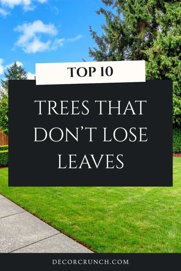 Trees That Don’t Lose Leaves – Perfect for Privacy: Create Your Year-Round Green Oasis